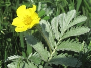 Silverweed