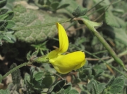 Slender Bird's-foot-trefoil (Lotus angustissimus)