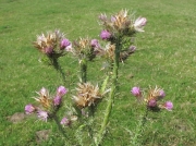 Slender Thistle (Carduus tenuiflorus)