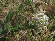 Smith's Pepperwort (Lepidium heterophyllum)