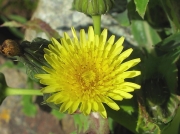 Smooth Sow-thistle or Milk Thistle (Sonchus oleraceus)