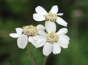 Sneezewort (Achillea ptarmica)