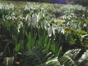 Snowdrop (Galanthus nivalis)