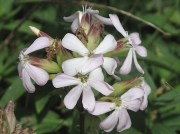 Soapwort