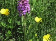 Southern Marsh-orchid (Dactylorhiza praetermissa)