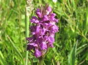 Southern Marsh-orchid (Dactylorhiza praetermissa)