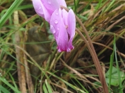 Sowbread or Cyclamen (Cyclamen hederifolium)
