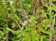 Spear Mint (Mentha spicata)