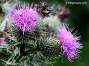 Spear Thistle (Cirsium vulgare) © Claire Ogden