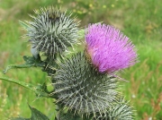Spear Thistle (Cirsium vulgare)