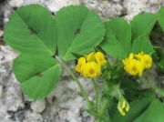 Spotted Medick (Medicago arabica)
