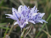 Spring Squill (Scilla verna)