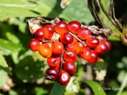 Stinking Iris (Iris foetidissima) - fruit