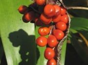 Stinking Iris (Iris foetidissima) - fruit