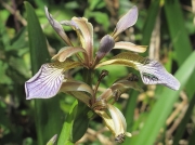 Stinking Iris (Iris foetidissima)