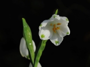 Summer Snowflake (Leucojum aestivum)