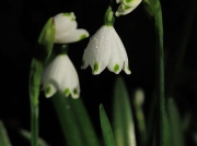 Summer Snowflake (Leucojum aestivum)
