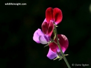 Sweet Pea (Lathyrus odoratus)