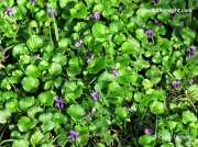 Sweet Violet (Viola odorata) patch showing leaves