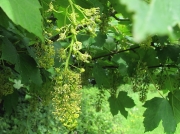 Sycamore