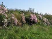 Thrift at Poldhu Cove, Lizard, Cornwall
