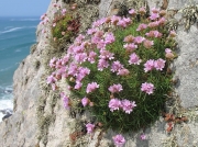 Thrift or Sea Pink (Armeria maritima subsp. maritima)