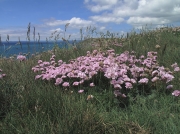Thrift or Sea Pink (Armeria maritima subsp. maritima)