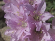 Thrift or Sea Pink (Armeria maritima subsp. maritima)