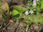 Thyme-leaved Speedwell (Veronica serpyllifolia)