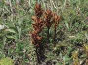Thyme Broomrape or Red Broomrape (Orobanche alba)