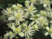Traveller's-joy or Old Man's Beard (Clematis vitalba)