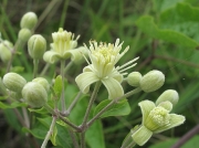 Traveller's-joy or Old Man's Beard (Clematis vitalba)