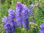 Tufted Vetch (Vicia cracca)