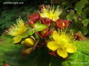Tutsan (Hypericum androsaemum)