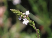Vervain