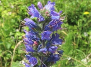 Viper's-bugloss