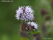 Water Mint (Mentha aquatica)