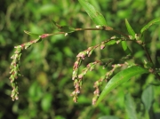 Water-pepper (Persicaria hydropiper)