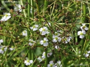 Water-plantain (Alisma plantago-aquatica)