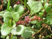 Water-purslane