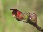 Water Figwort