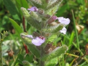 Water Germander (Teucrium scordium)