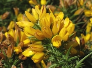 Western Gorse