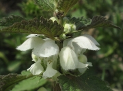 White Dead-nettle (Lamium album)