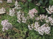 White Stonecrop (Sedum album)