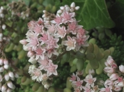 White Stonecrop (Sedum album)
