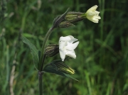 White Campion