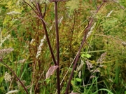 Wild Angelica (Angelica sylvestris)