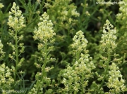 Wild Mignonette (Reseda lutea)