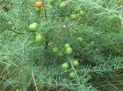 Wild Asparagus (Asparagus officinalis ssp. prostratus)